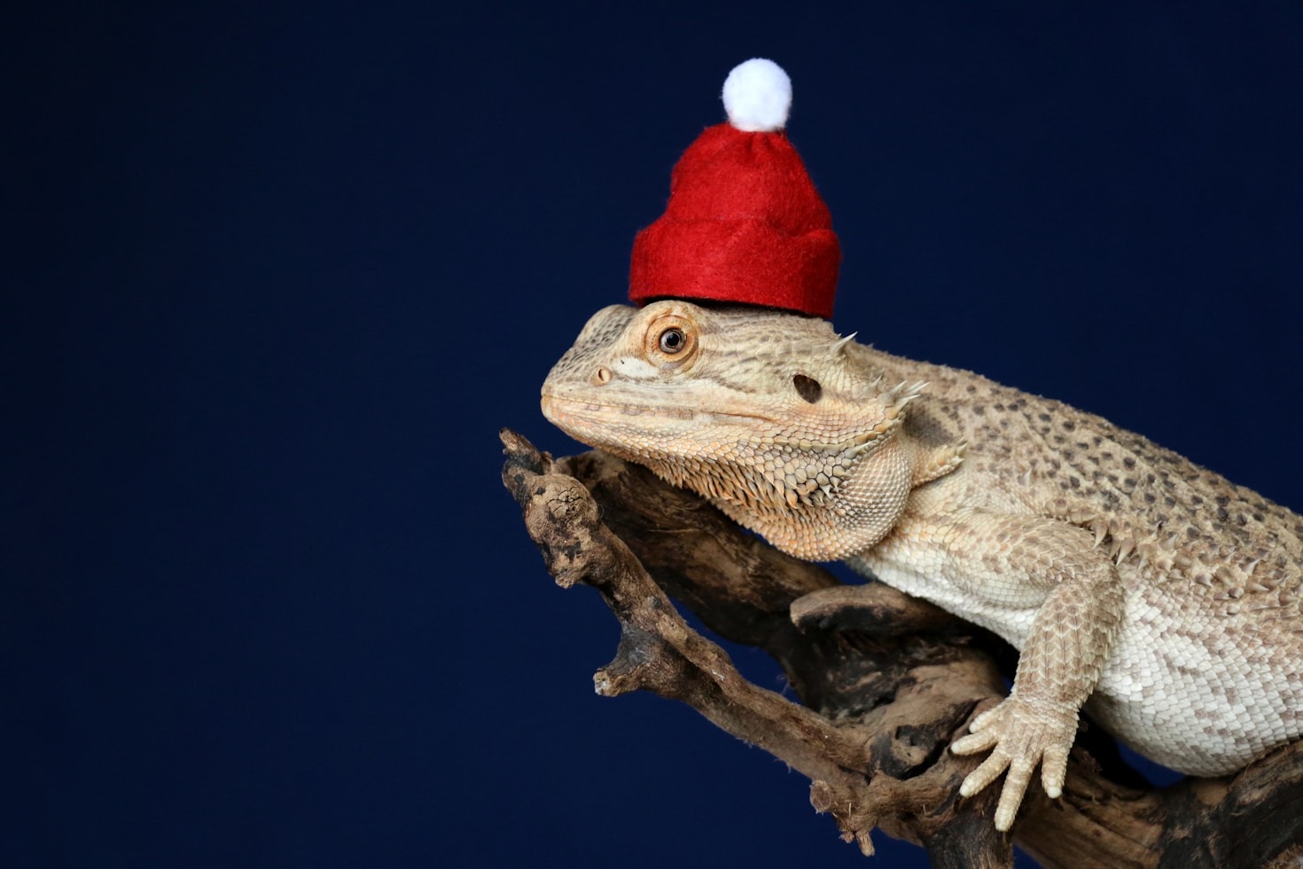 The Unique Personality of Bearded Dragons