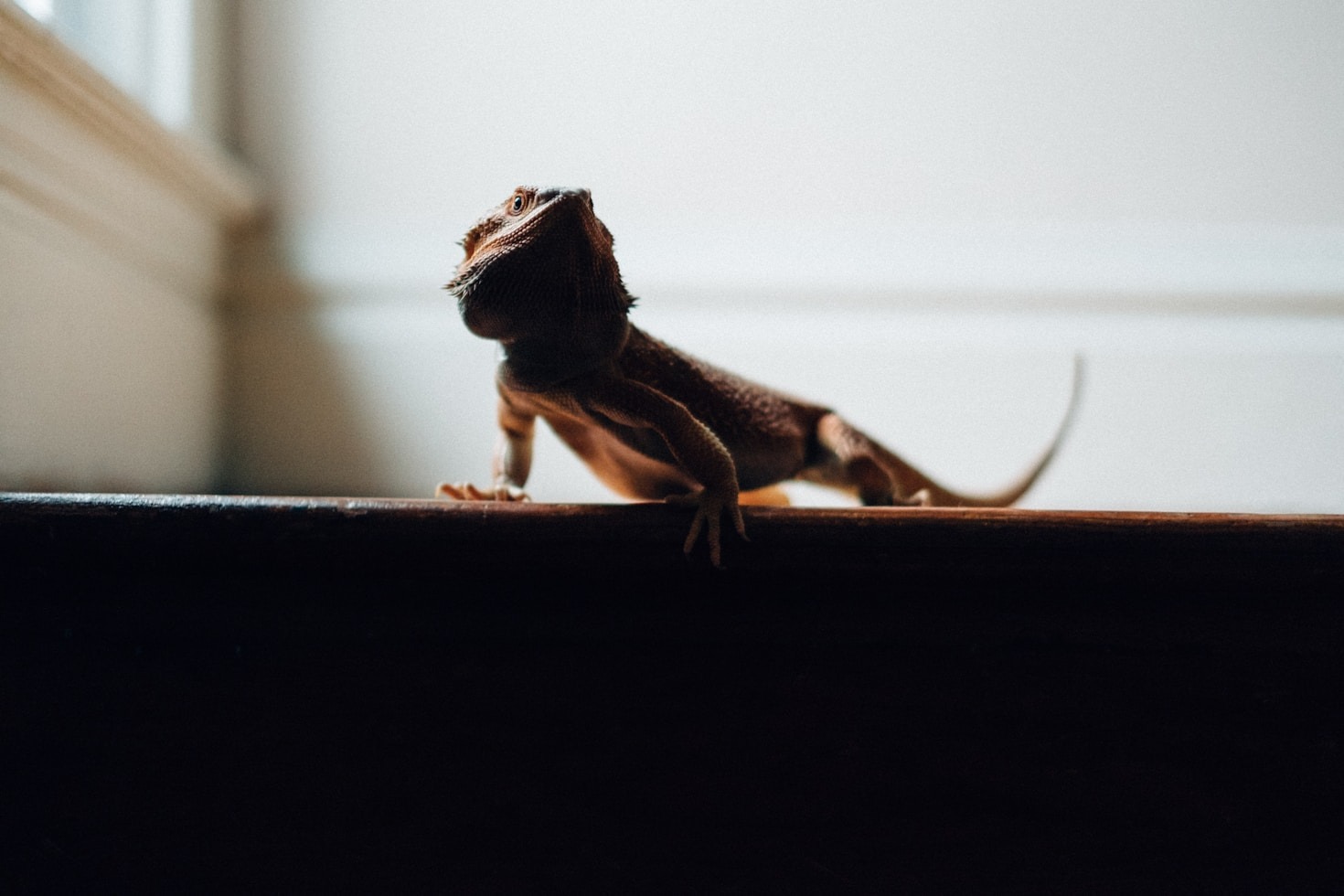 A Day in the Life of Wizzy the Dragon