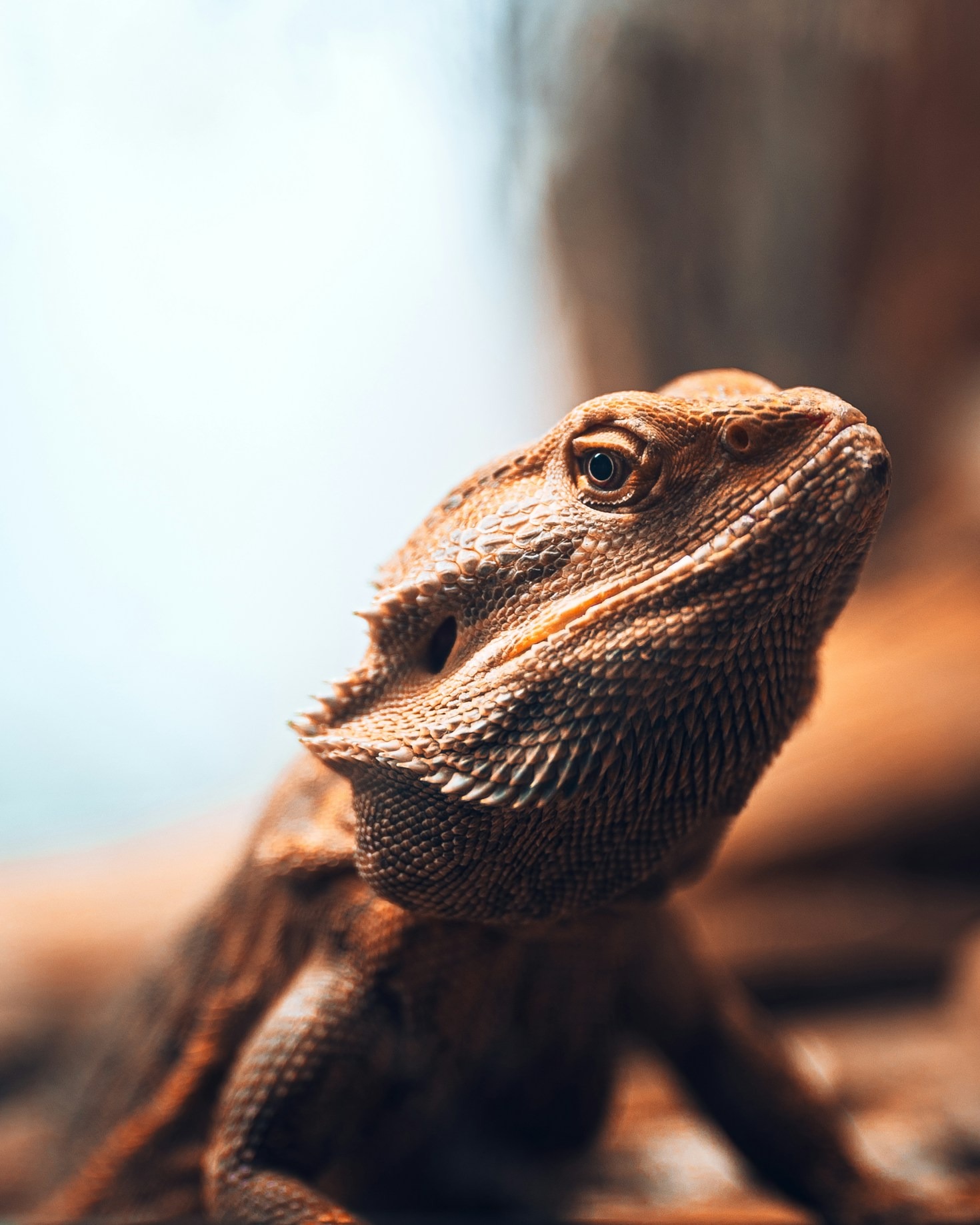Why Bearded Dragons Make the Best Comedians